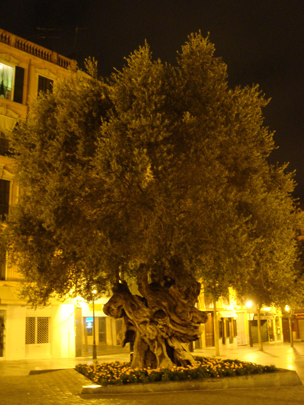 DSC00554